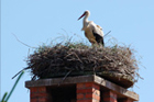 Storchennest